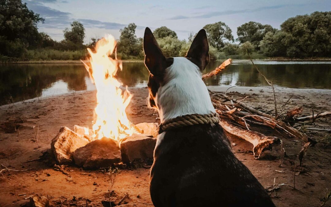 The Dyrt finds over half of campers brought their dogs
